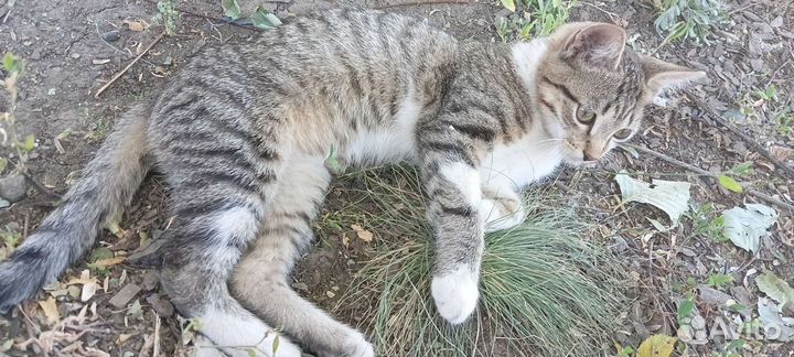 Котик (мася)