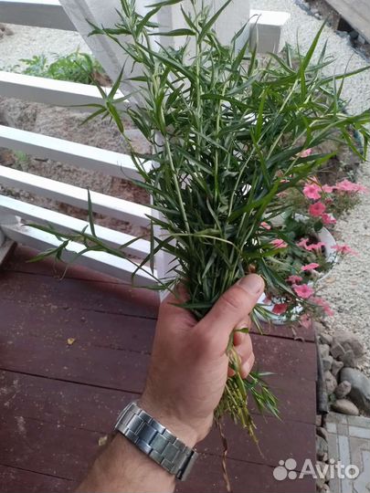 Эстрагон (тархун)