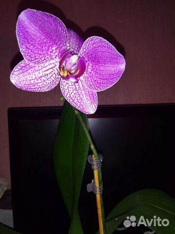 Орхидея фаленопсис