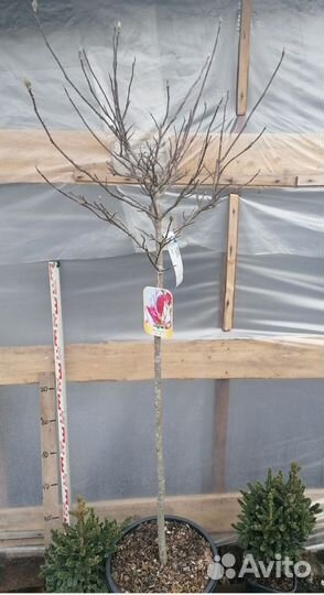 Магнолия сьюзан на штамбе