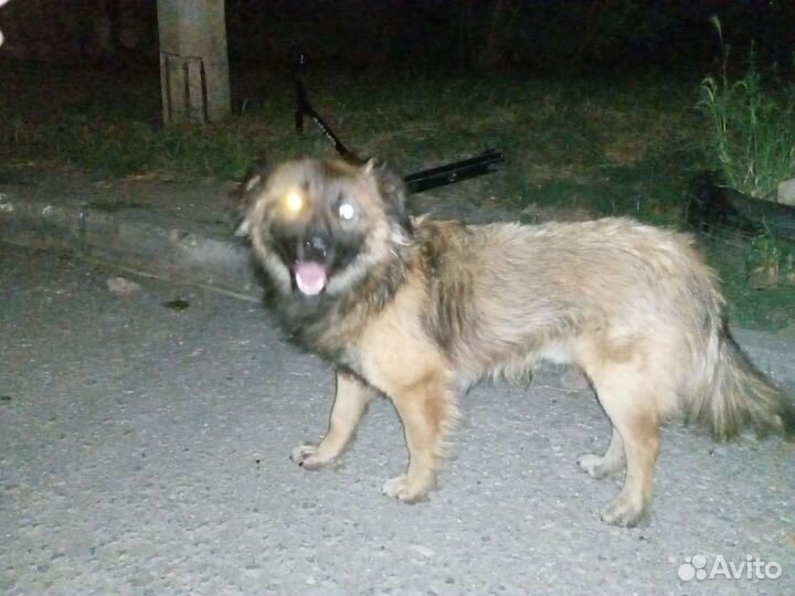 Собака в добрые руки отдам бесплатно