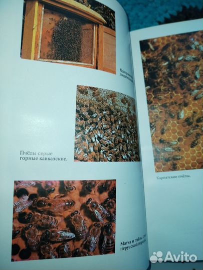 Пасека возле вашего дома книга