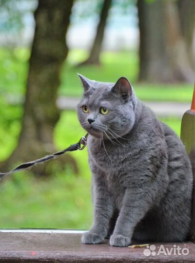 Британская