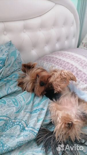 Вязка Йоркширский терьер