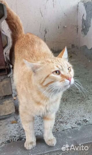 Кот ищет дом