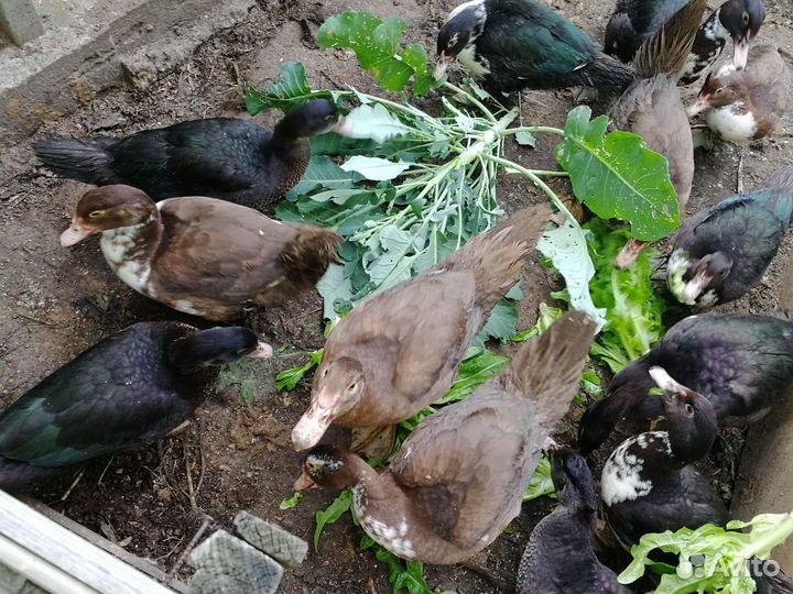 Индоутка мускусная утка