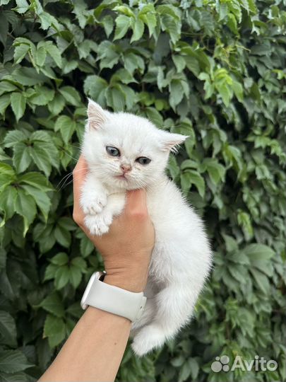 Серебристые котята