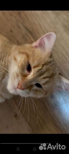 Рыжая кошка в дар