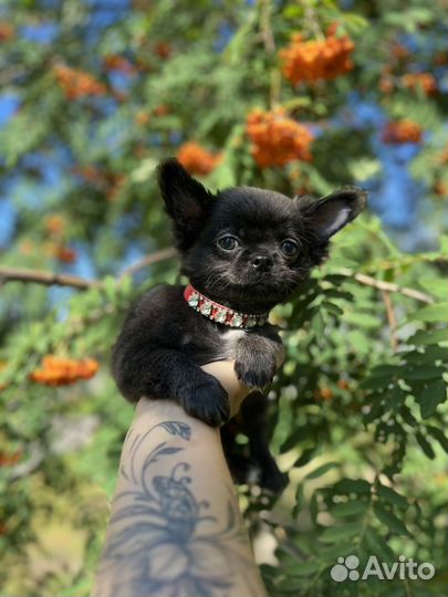 Щенки чихуахуа