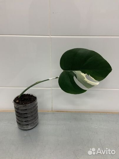 Монстера альба