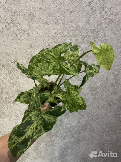 Сингониум mottled