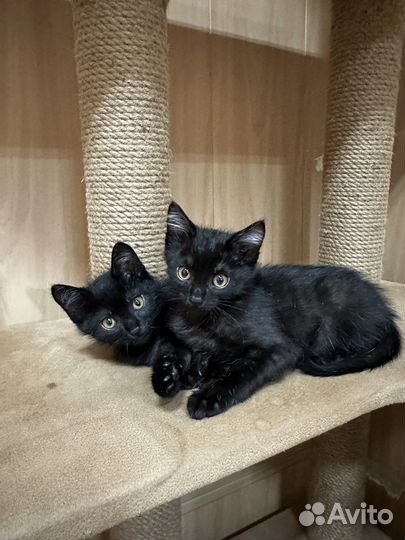 Котята мальчики в добрые руки