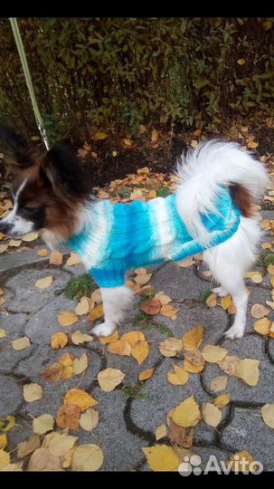 Кофточка для собачки