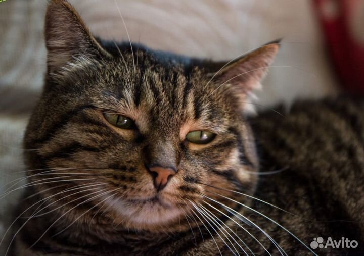 Отдам кошечку Софу