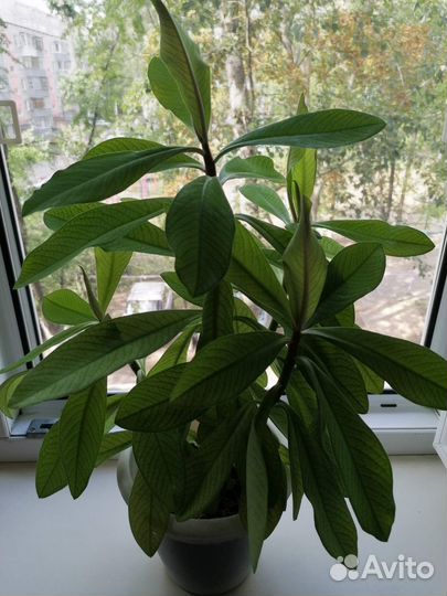 Пальма Синадениум Гранта (Дерево любви)