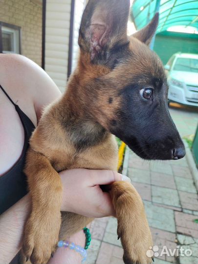 Продаю щенков