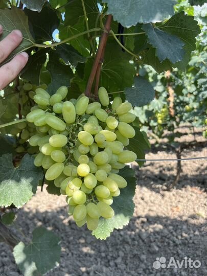 Виноград