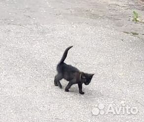 Черный котенок девочка бесплатно