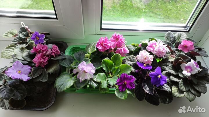 Фиалки набор