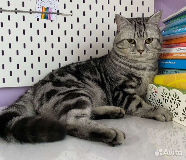 Шотландский кот вязка