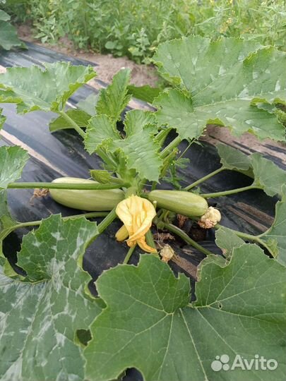 Кабачки домашние