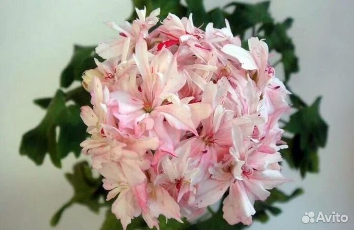 Стеллар пеларгонии