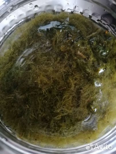 Мох для дизайна в аквариуме