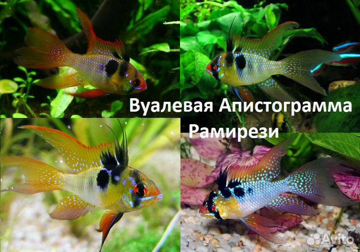 Апистограммы рыбки, креветки, улитки для аквариума