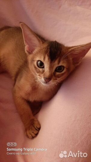 Абиссинские котята,кот,кошка