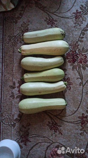 Рассада клубники