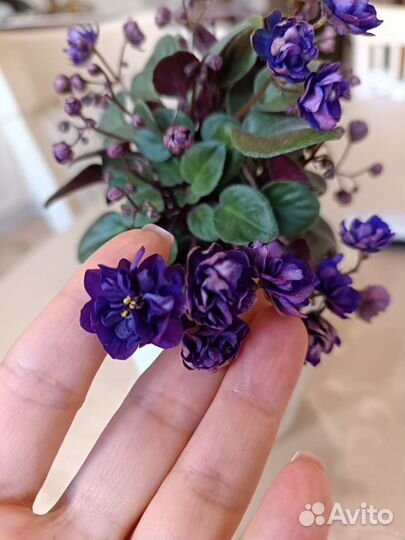 Излишки деток сортовых фиалок