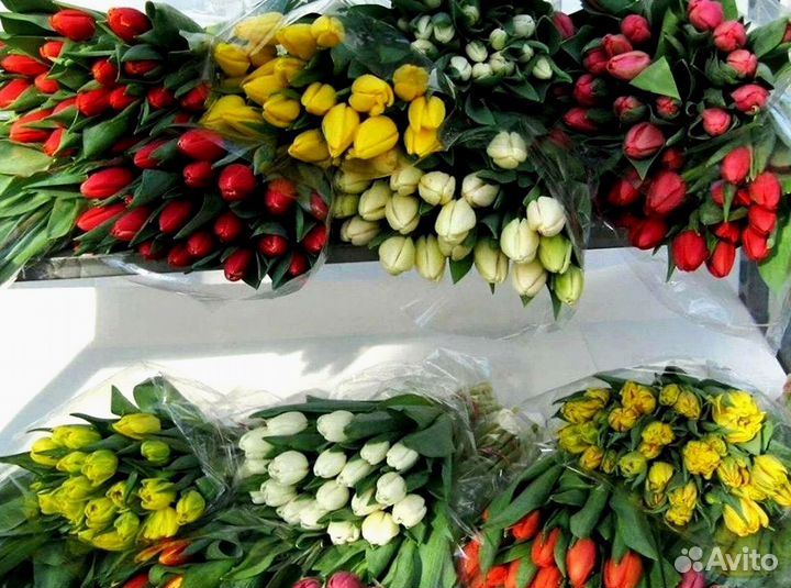 Тюльпаны оптом собственное производство