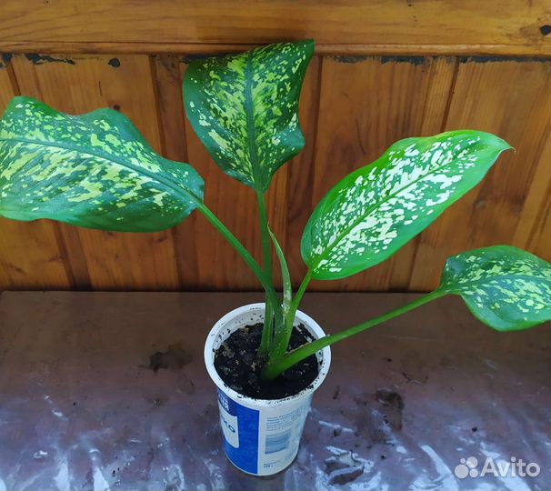 Диффенбахия сорт Макулата