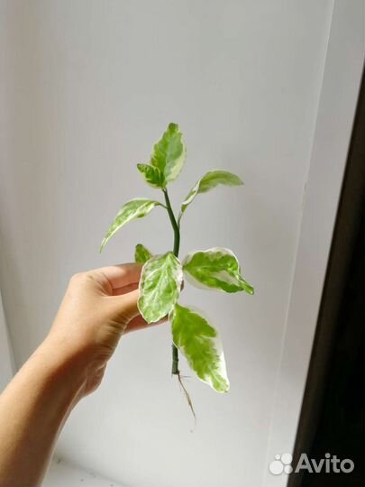 Растения разные