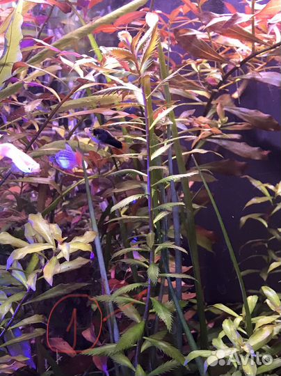 Аквариумные креветки