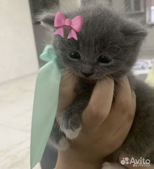 Британская