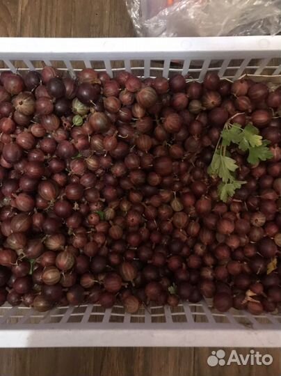 Вишня, крыжовник, красная смородина