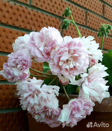 Пеларгония Герань