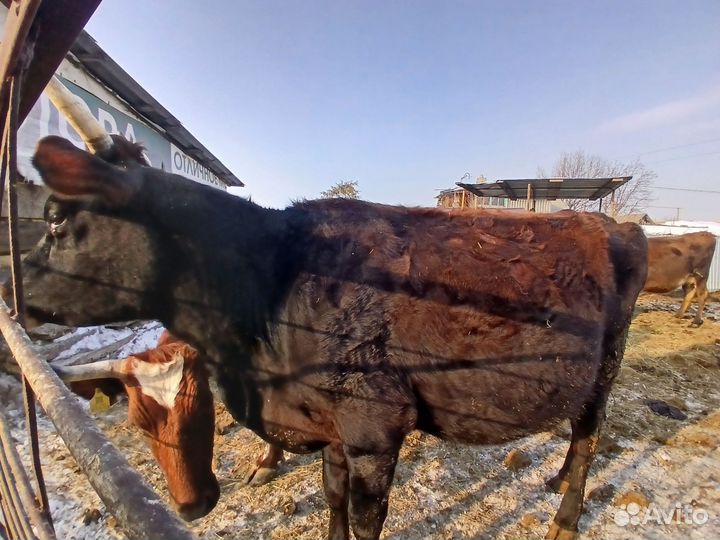 Корова стельная дойная