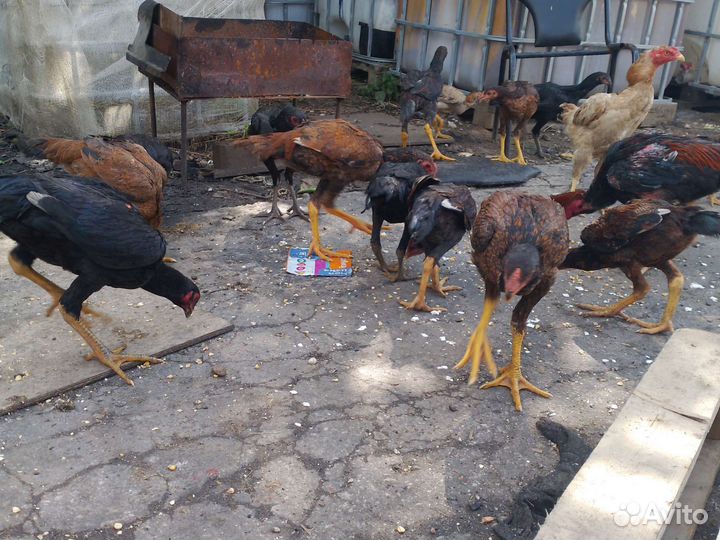 Бойцовский петух