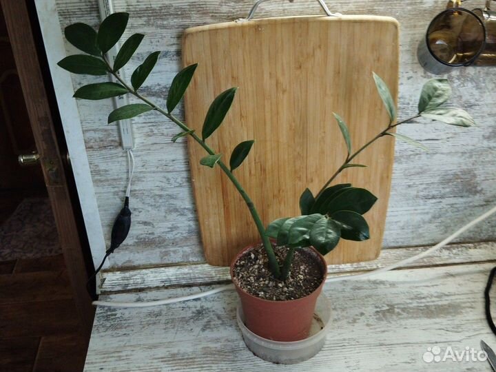 Замиокулькас