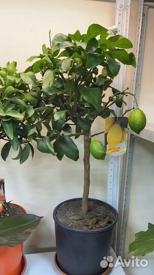 Лимонное дерево с плодами