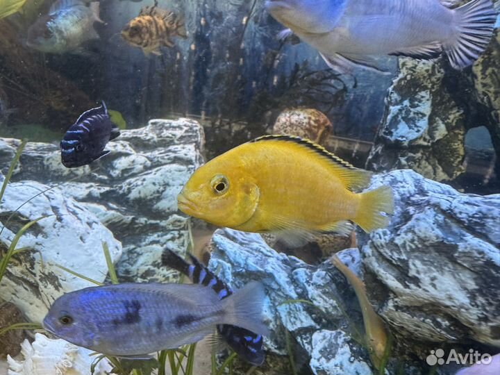 Лабидохромис Еллоу