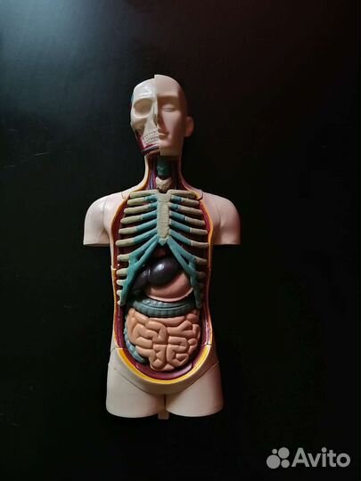Анатомический набор
