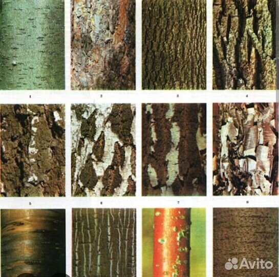 Кора дерева