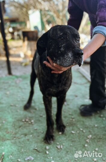 Метис кане-корсо