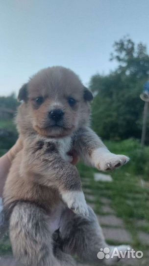 Отдам в добрые руки маленьких щенят