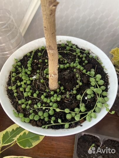 Крестовник роули