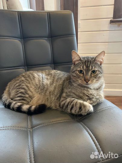 Коты в добрые руки