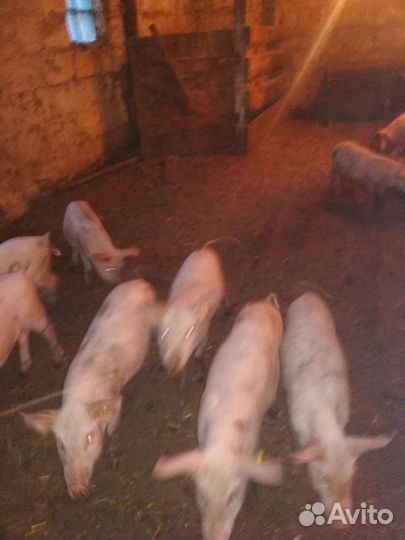 Поросята